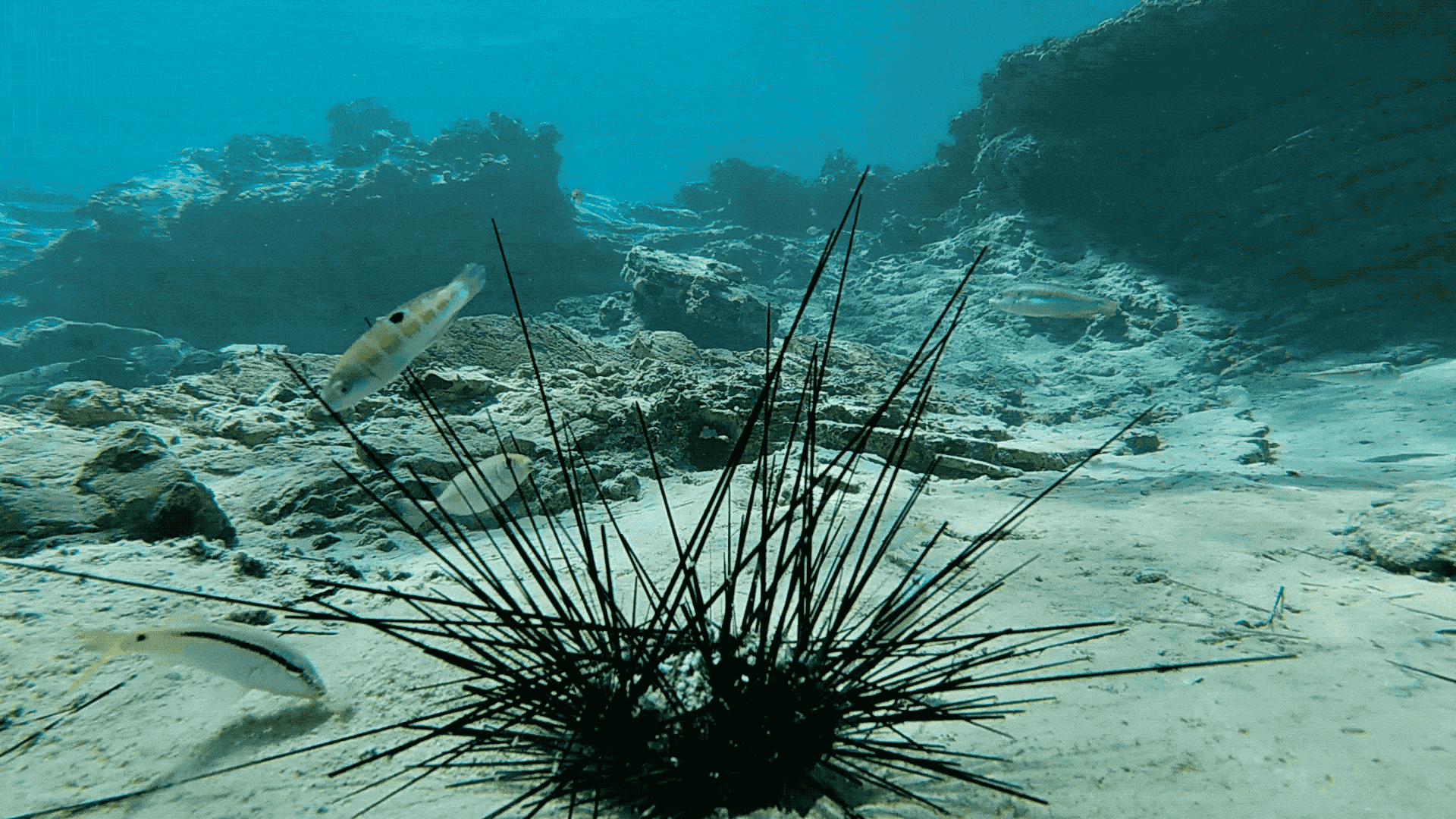 Une mystérieuse épidémie transforme ces animaux marins en squelettes