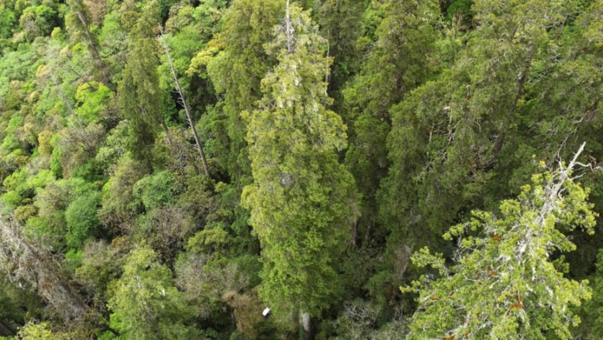 Un gigantesque arbre de 102 mètres découvert dans le plus profond canyon du monde