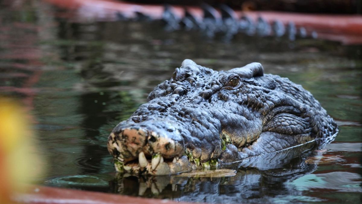 A 120 ans, ce crocodile en bonne forme repousse les limites de longévité