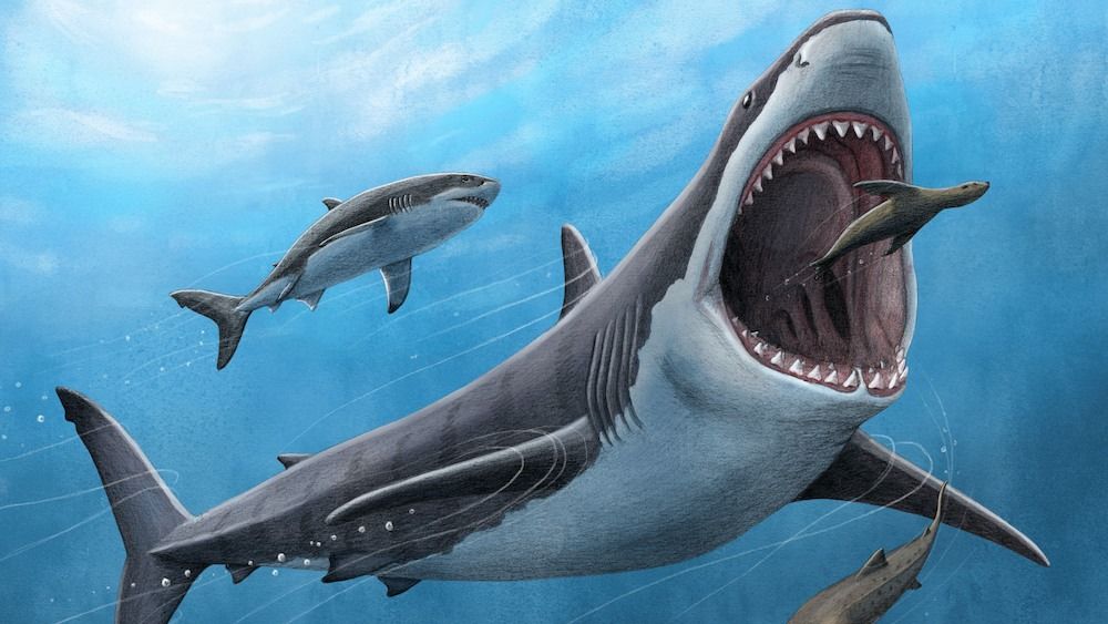 Le Mégalodon avait le sang chaud comme nous, une cause probable de son extinction