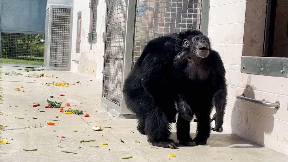 A 28 ans, cette chimpanzée découvre le ciel pour la première fois: sa réaction immortalisée