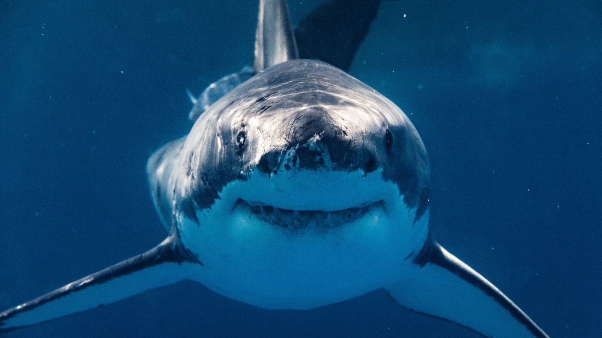 Des requins en manque de cocaïne ?