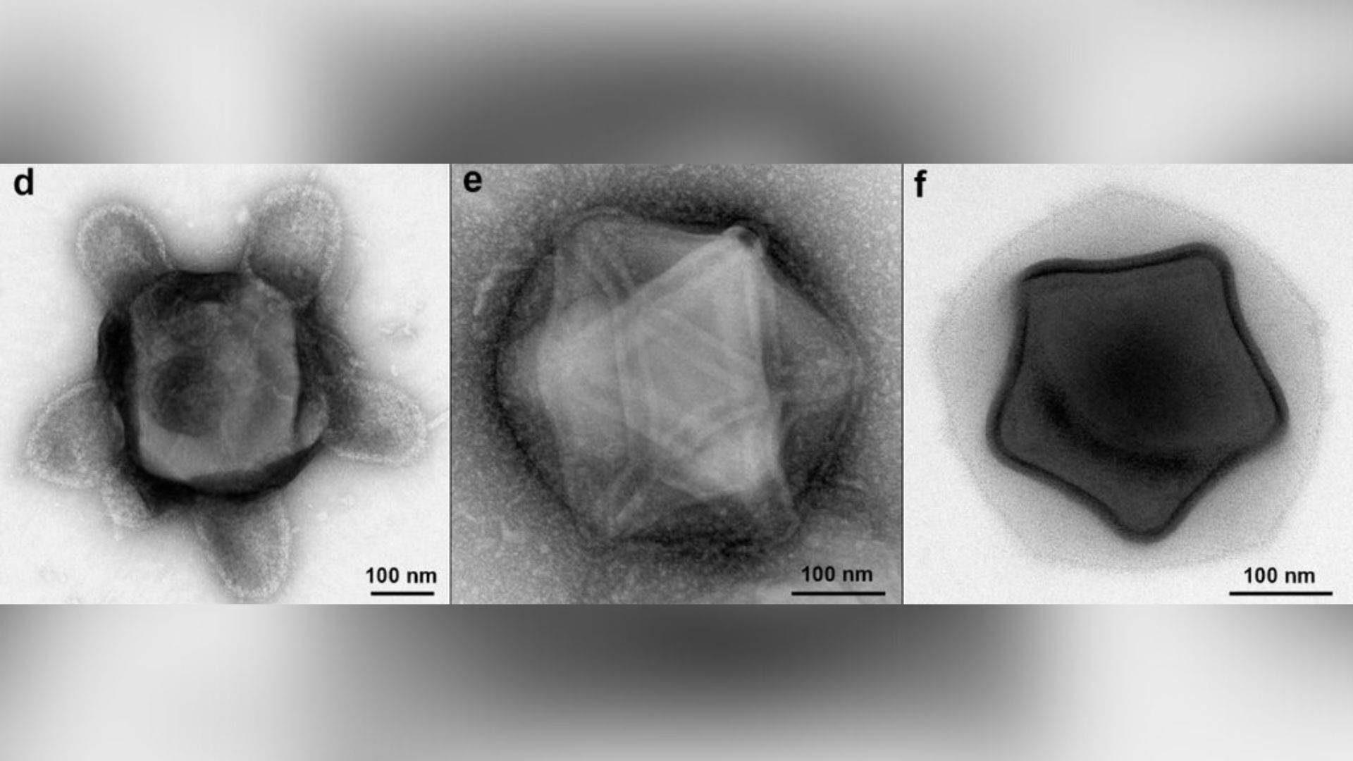 D'étranges virus géants aux formes géométriques découverts dans une forêt