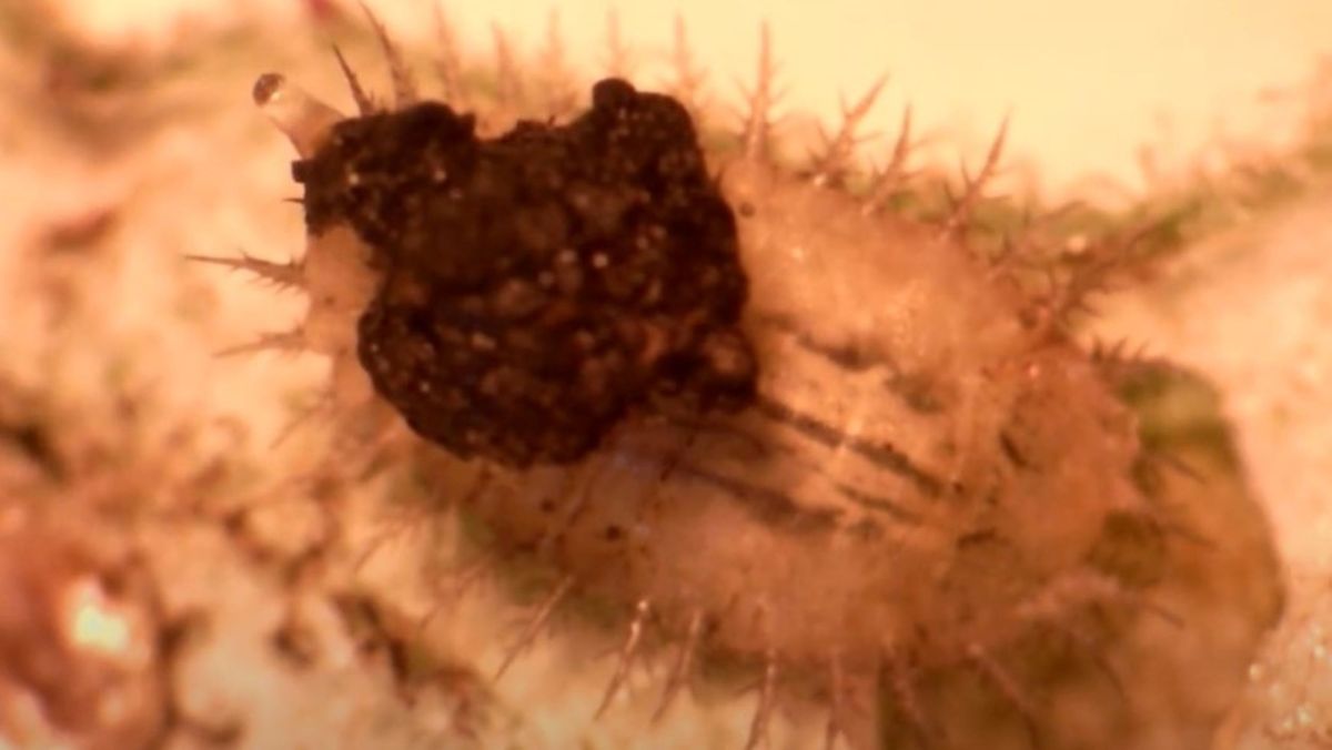 Ces larves de scarabée-tortue ont un anus télescopique, et l'utilisent avec ingéniosité (vidéos)