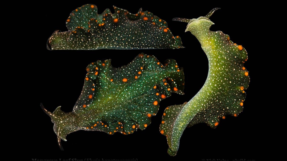 Ce très étrange animal est capable de faire de la photosynthèse