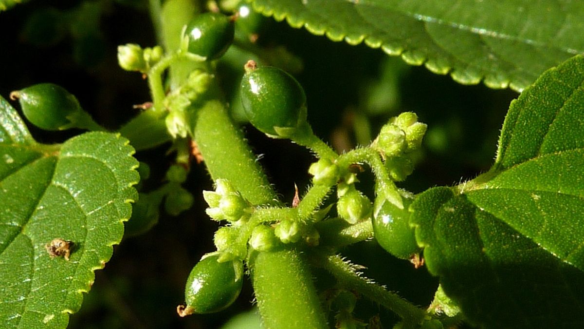Première: du cannabidiol (CBD) découvert dans un autre végétal que le cannabis