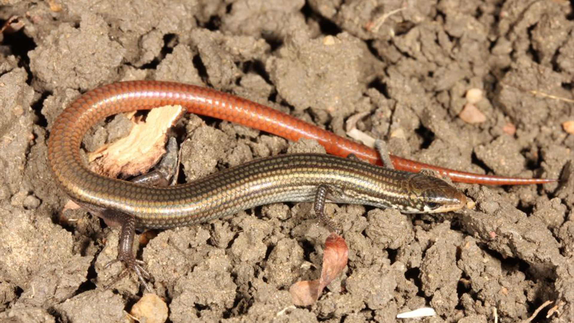 Réapparition surprise d'un lézard-serpent disparu