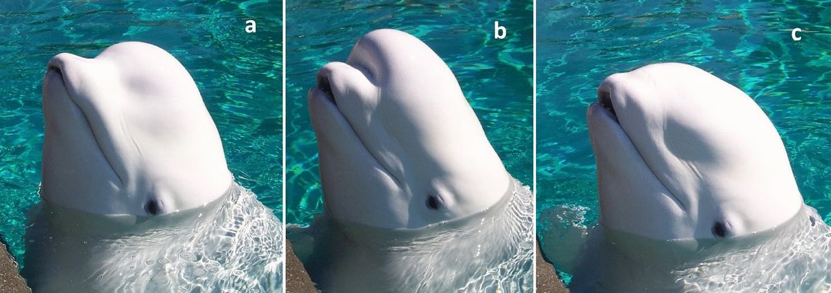 Observe como os belugas modificam a forma da cabeça para se comunicarem