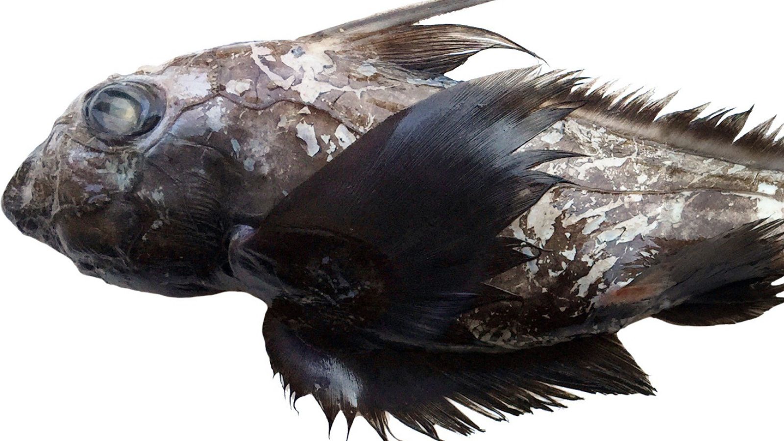 Descoberta de um peixe-fantasma de aspecto aterrorizante