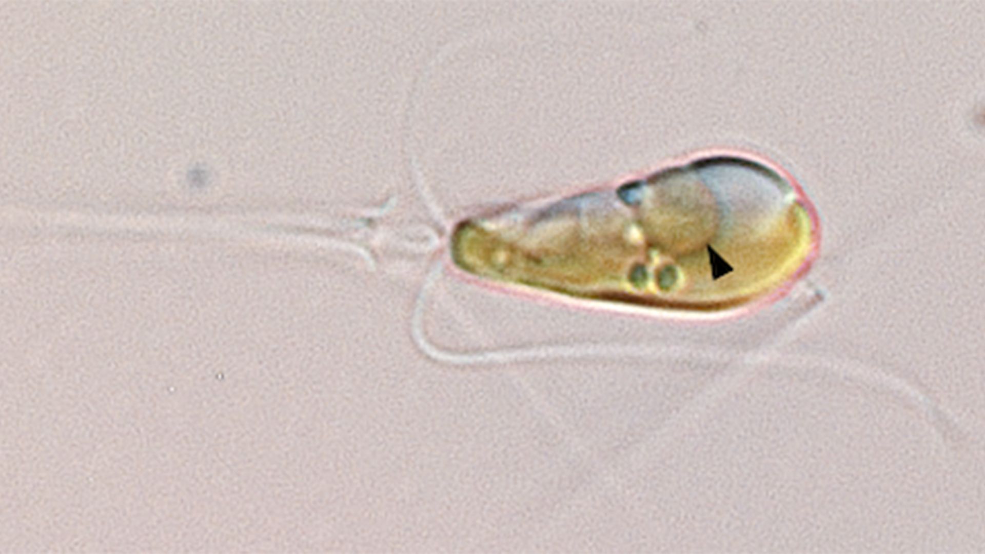 Discovery: These two lives have merged, significantly accelerating evolution
