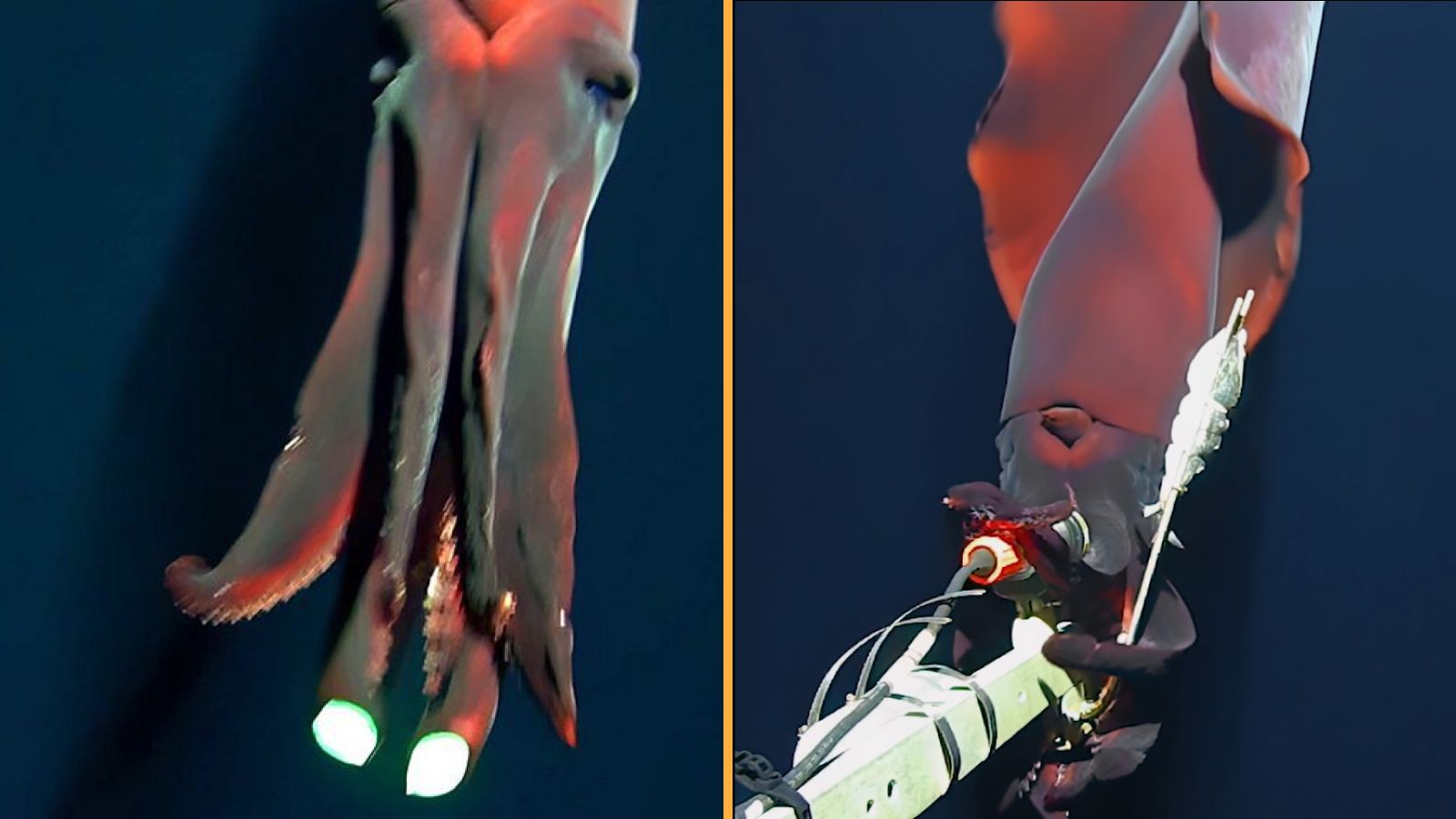 vídeo: este lula das profundezas ataca uma câmera, revelando uma bioluminescência nunca vista