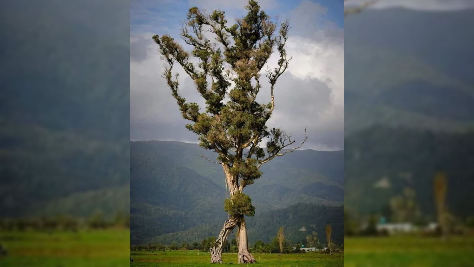 Esta árvore andarilha, digna de Tolkien, é a última de sua floresta