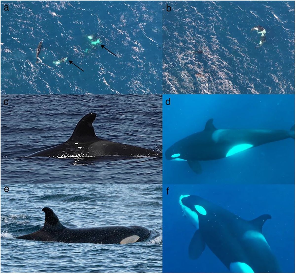 Orcas caçam e devoram tubarões