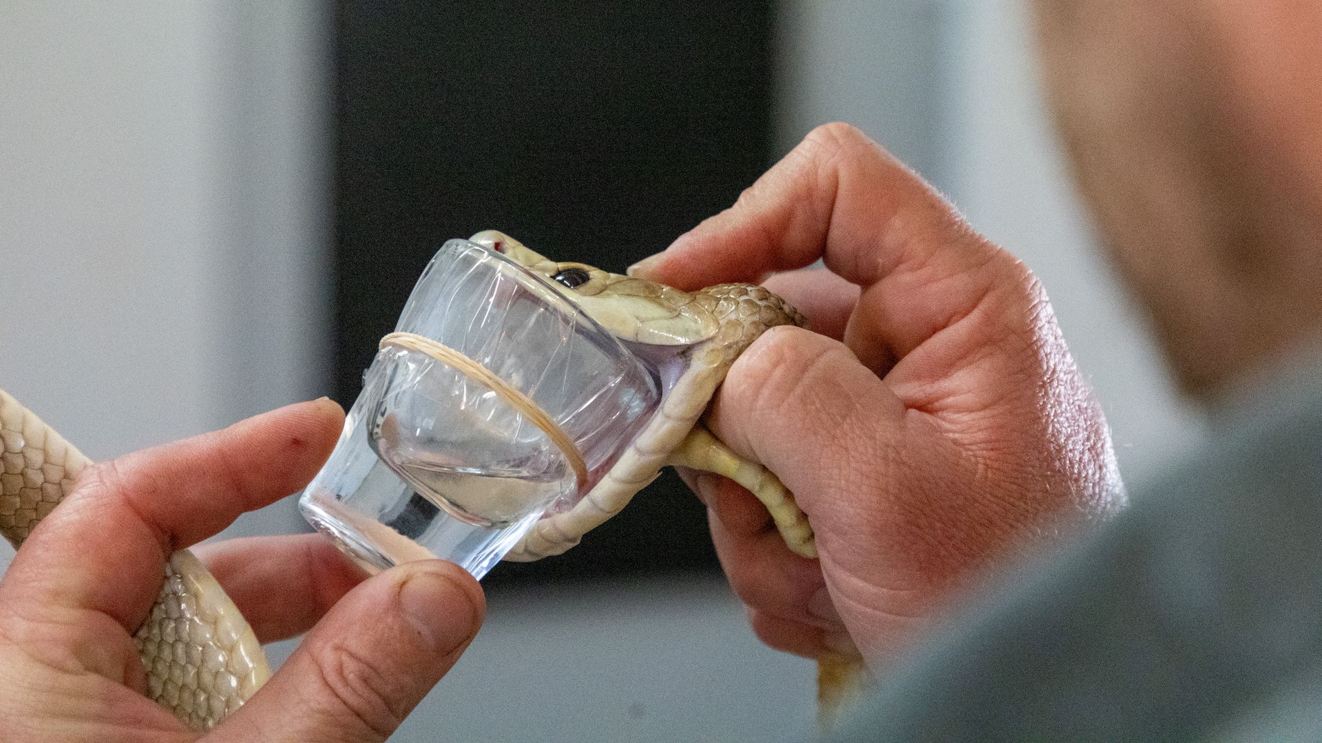 Recorde: esta cobra secreta de uma só vez veneno suficiente para matar 400 humanos