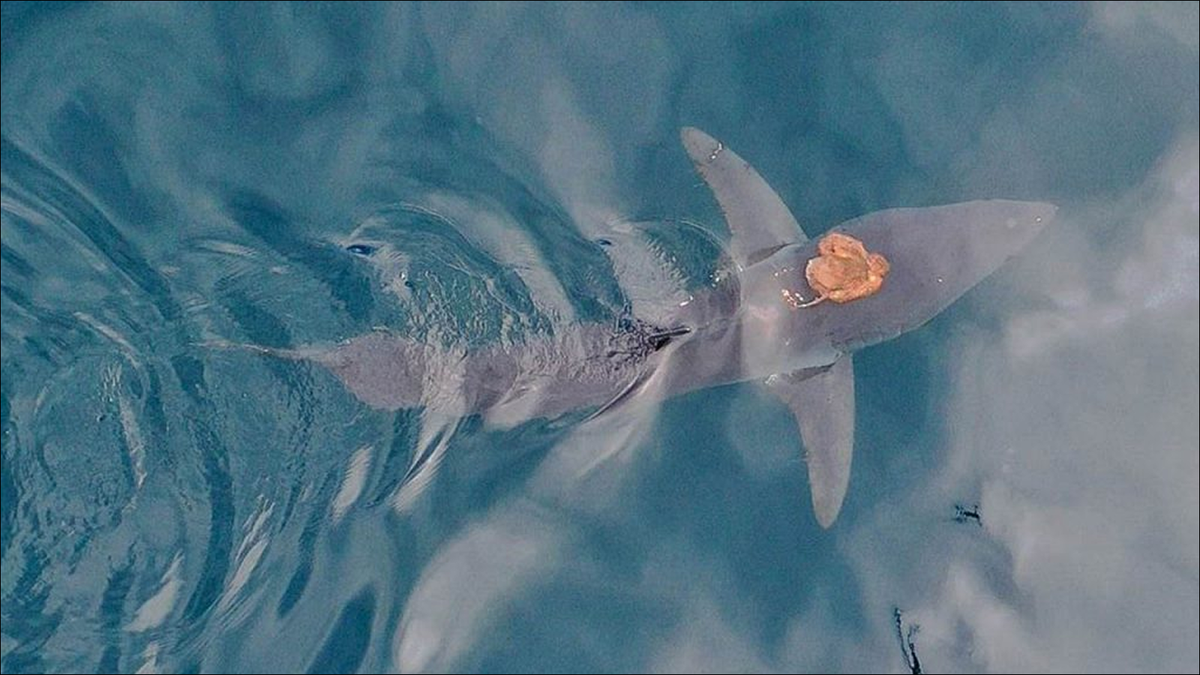 Vídeo: um polvo monta em um tubarão, um encontro marinho incomum 🐙