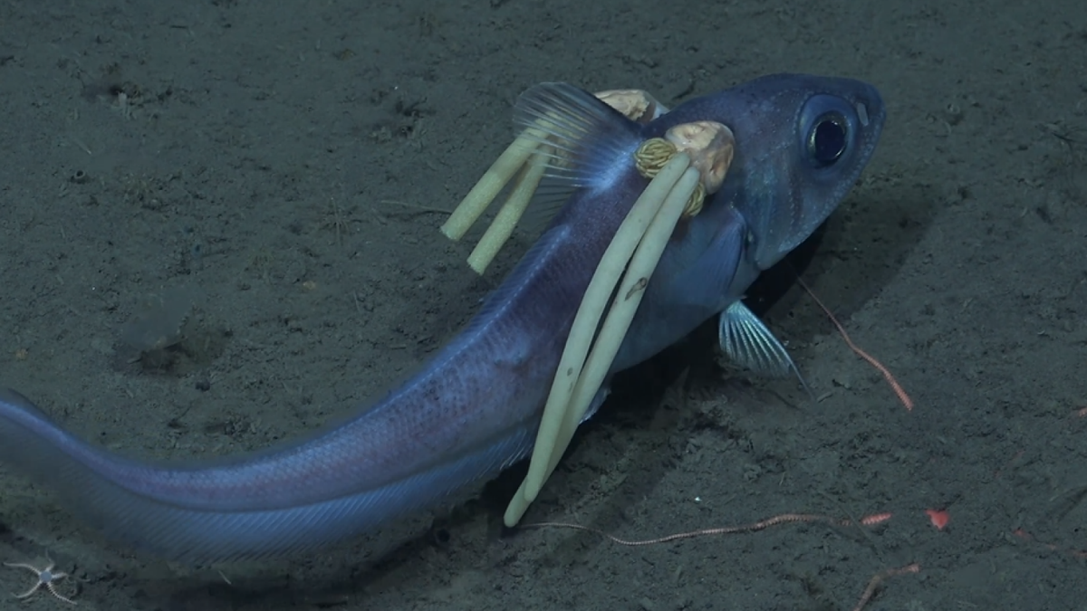 Underwater parasites caught on camera vampirizing a deep-sea fish 👀