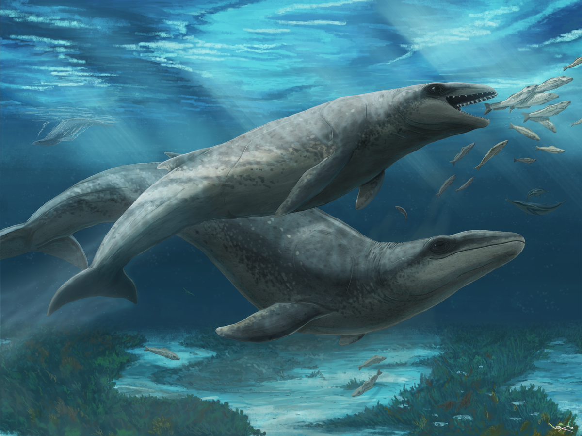 🐋 Un promeneur découvre une mignonne mais redoutable baleine préhistorique aux dents acérées