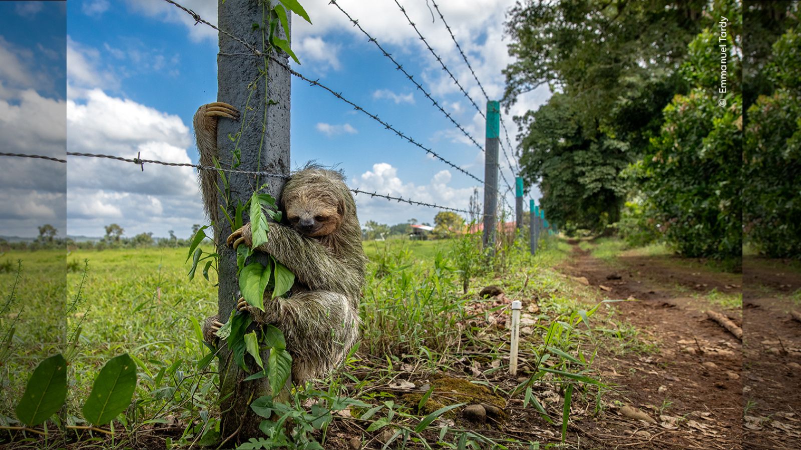 🌍 Un concours photo dévoile cette image choc d'un paresseux survivant dans un monde sans arbre