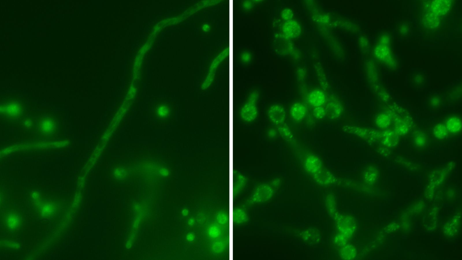 🍄 Contrintuitif ? Guérir ce champignon de ses virus le rend bien moins dangereux