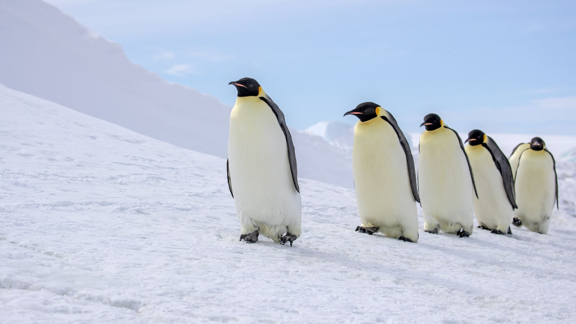 🐧 The mystery of the giant penguin that inhabited New Zealand 3 million years ago