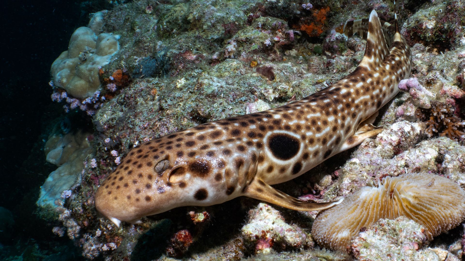 🦈 Découverte d'une nouvelle espèce de requin qui se déplace en marchant