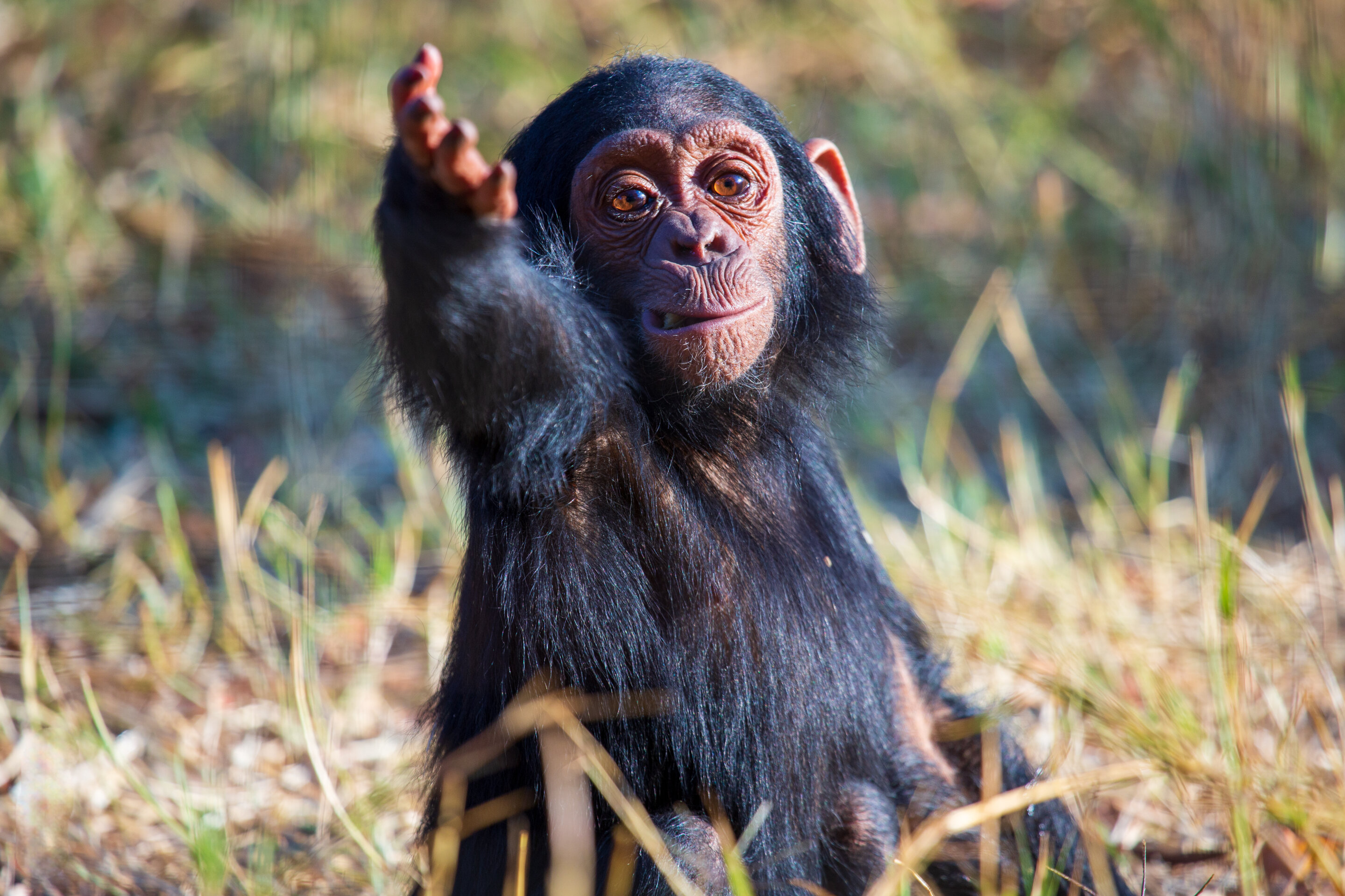Le mystère de la communication humaine résolu avec les chimpanzés ?