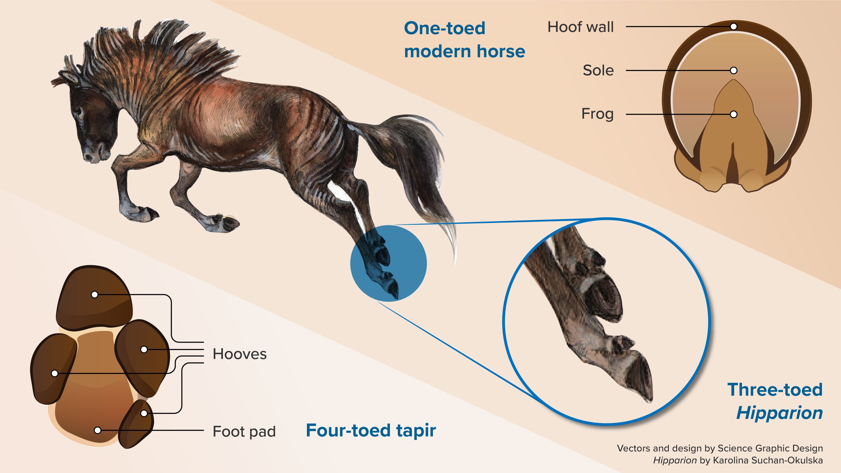Comment les chevaux ont-ils perdu leurs doigts ?
