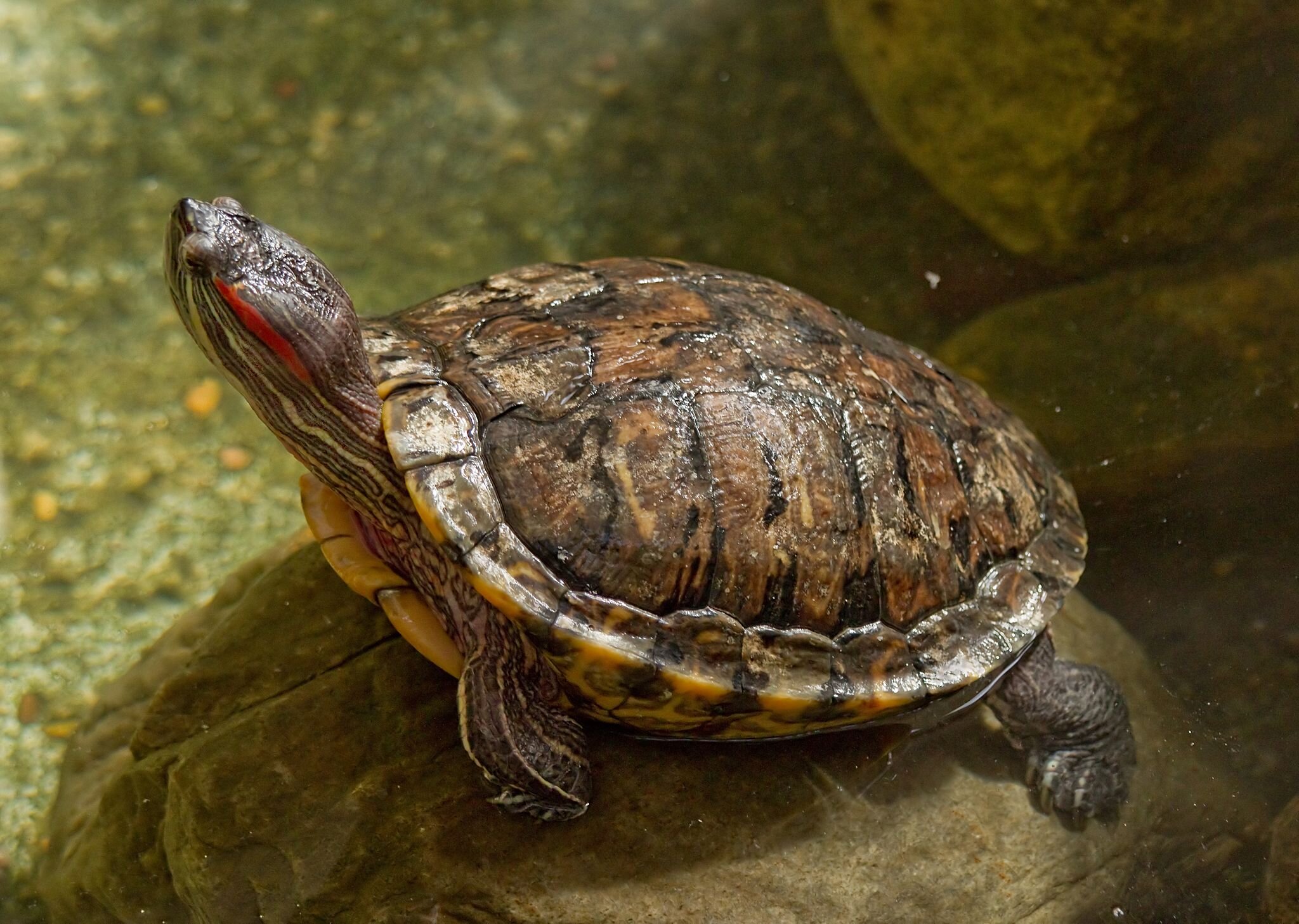 Le réchauffement climatique change le sexe des tortues: pourquoi ?