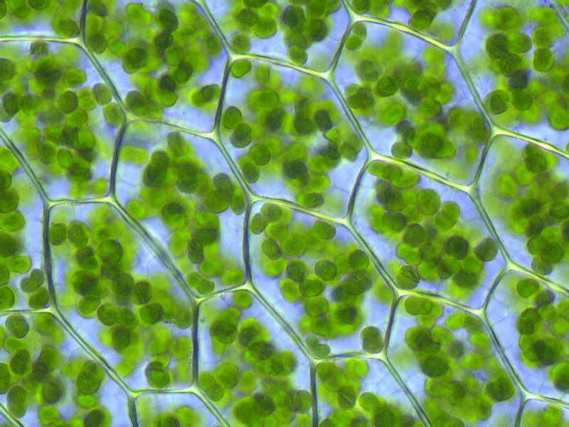Voici pourquoi la photosynthèse est si efficace: le désordre