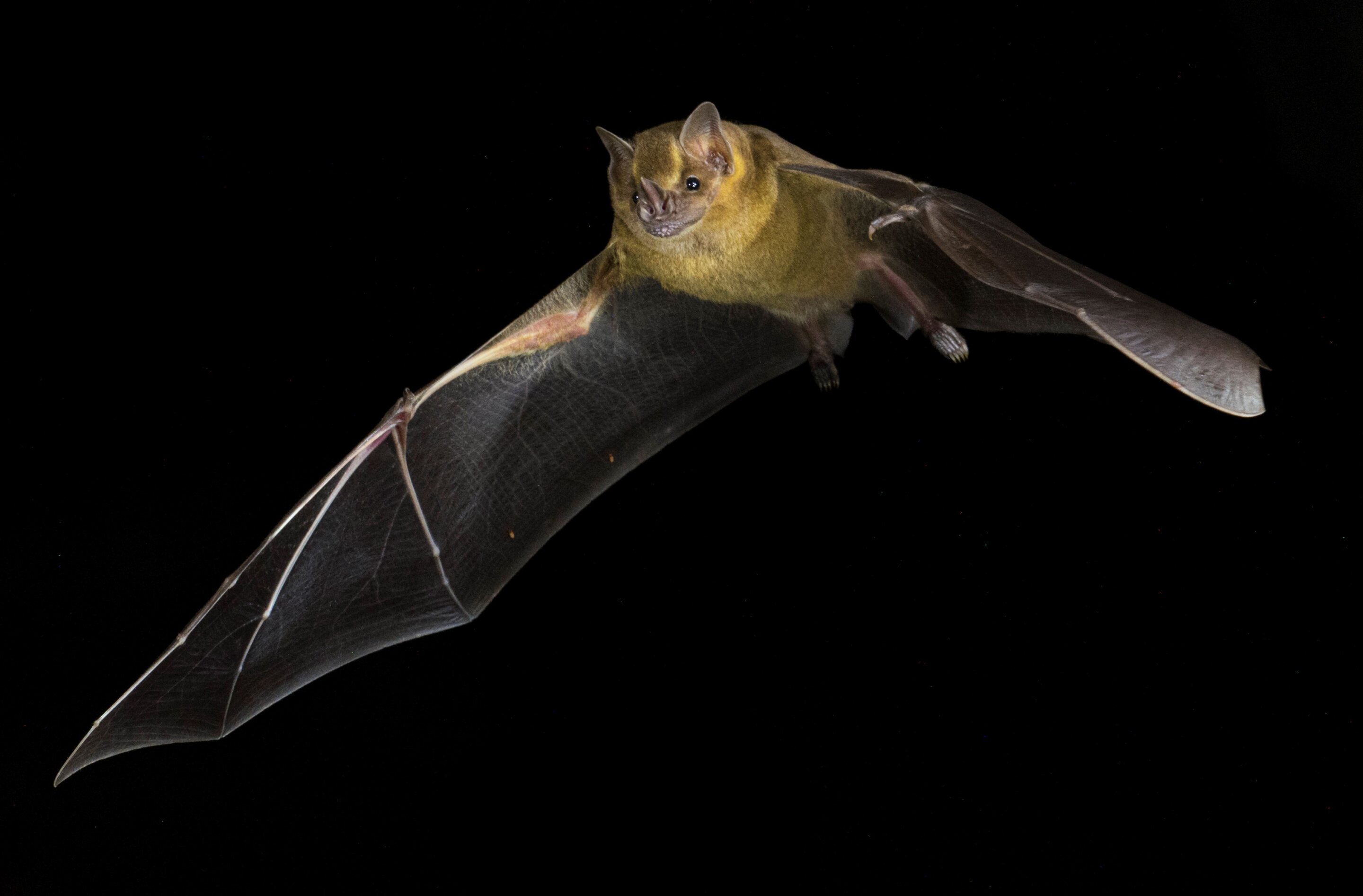Voici comment les chauves-souris ont évolué pour se débarrasser du cancer