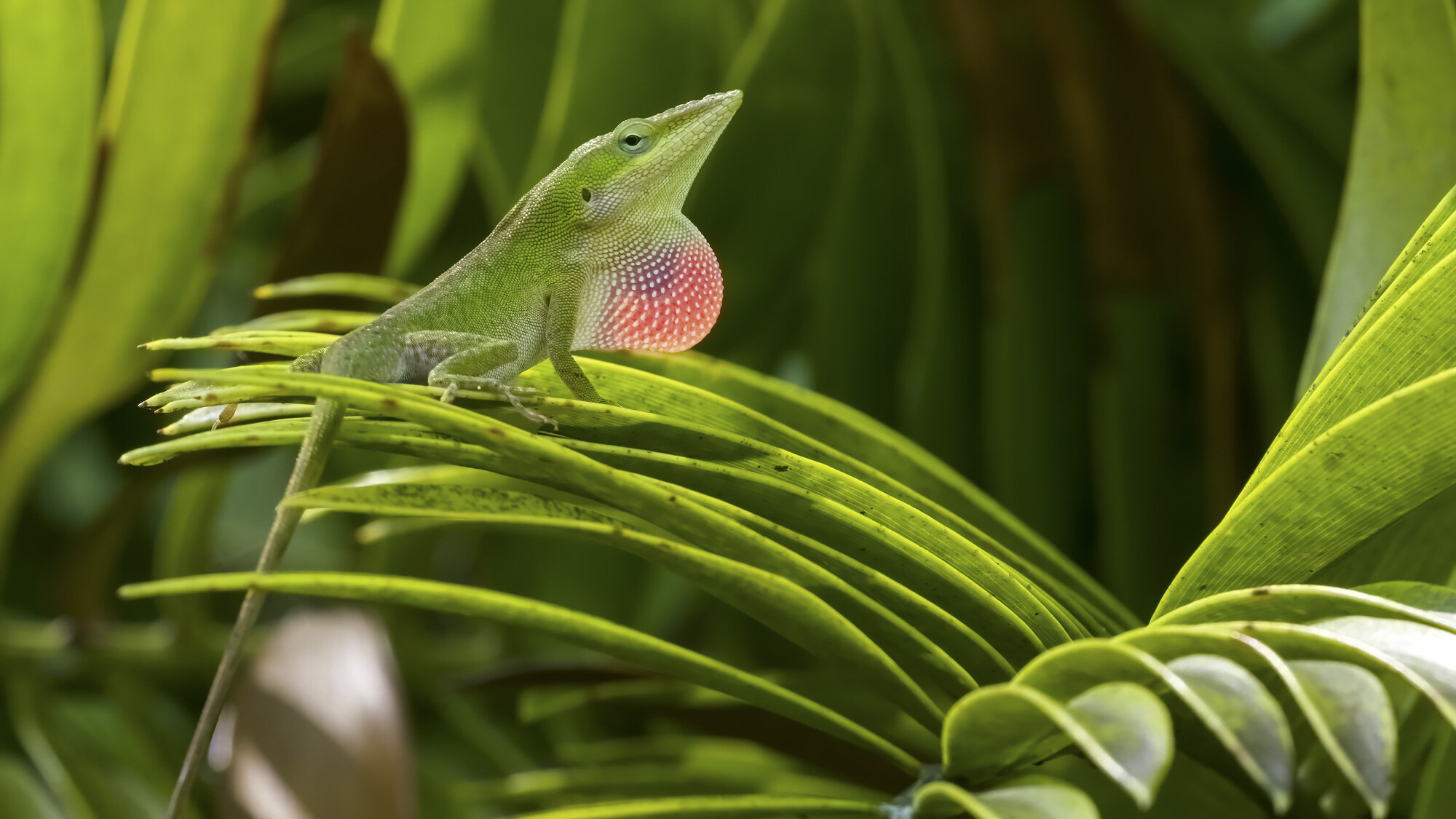 Une étude lève le voile sur ce paradoxe de l'évolution des espèces