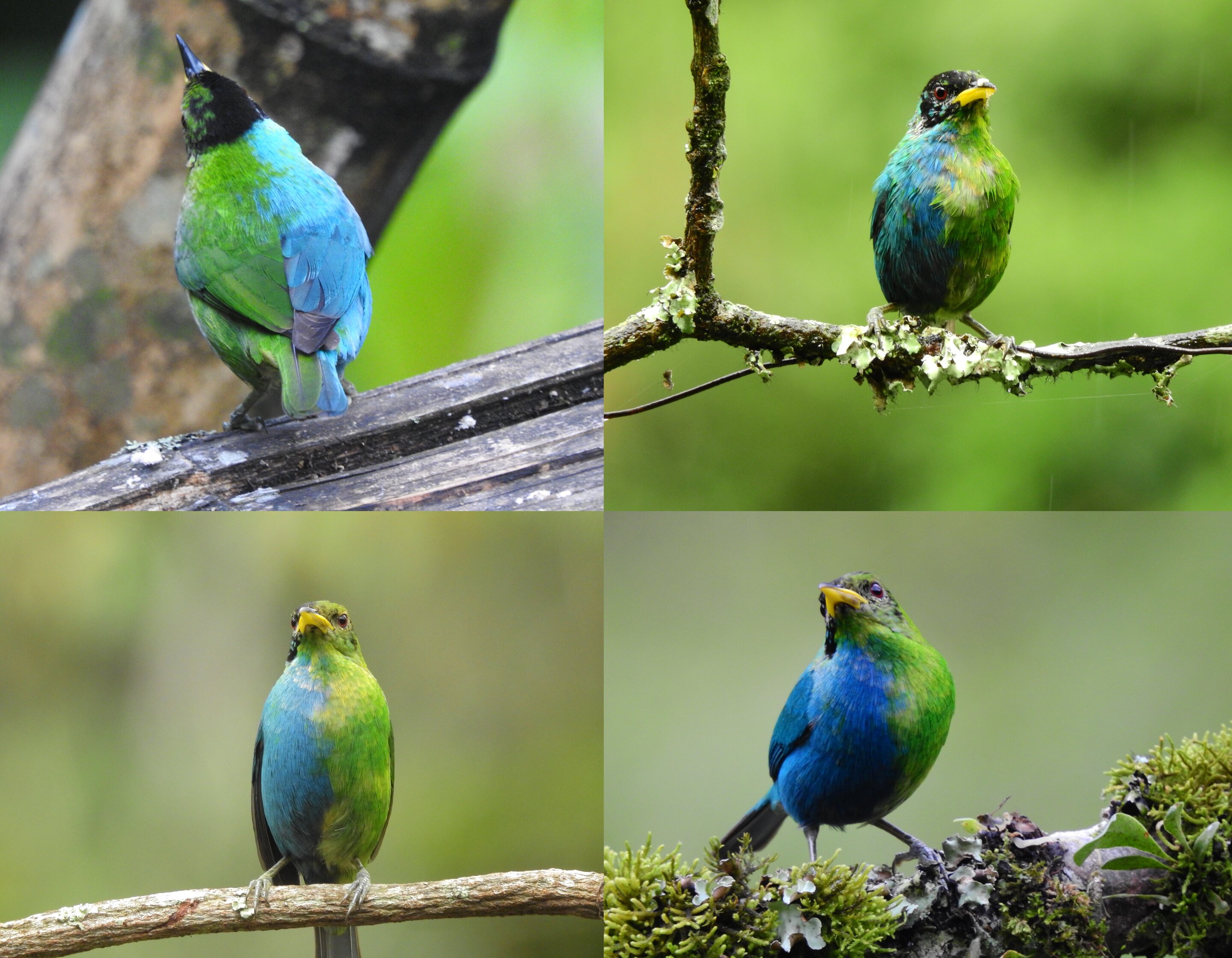 Très rare: cet oiseau est femelle côté gauche, mâle côté droit