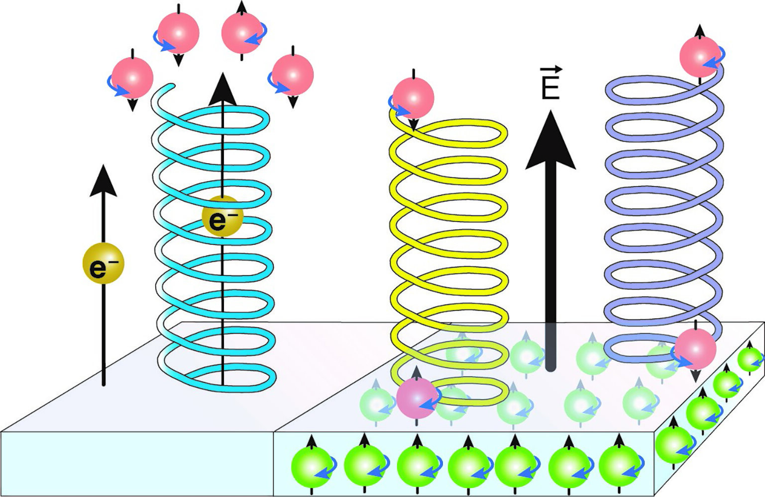 O magnetismo e a quântica poderiam explicar essa propriedade enigmática do vivo