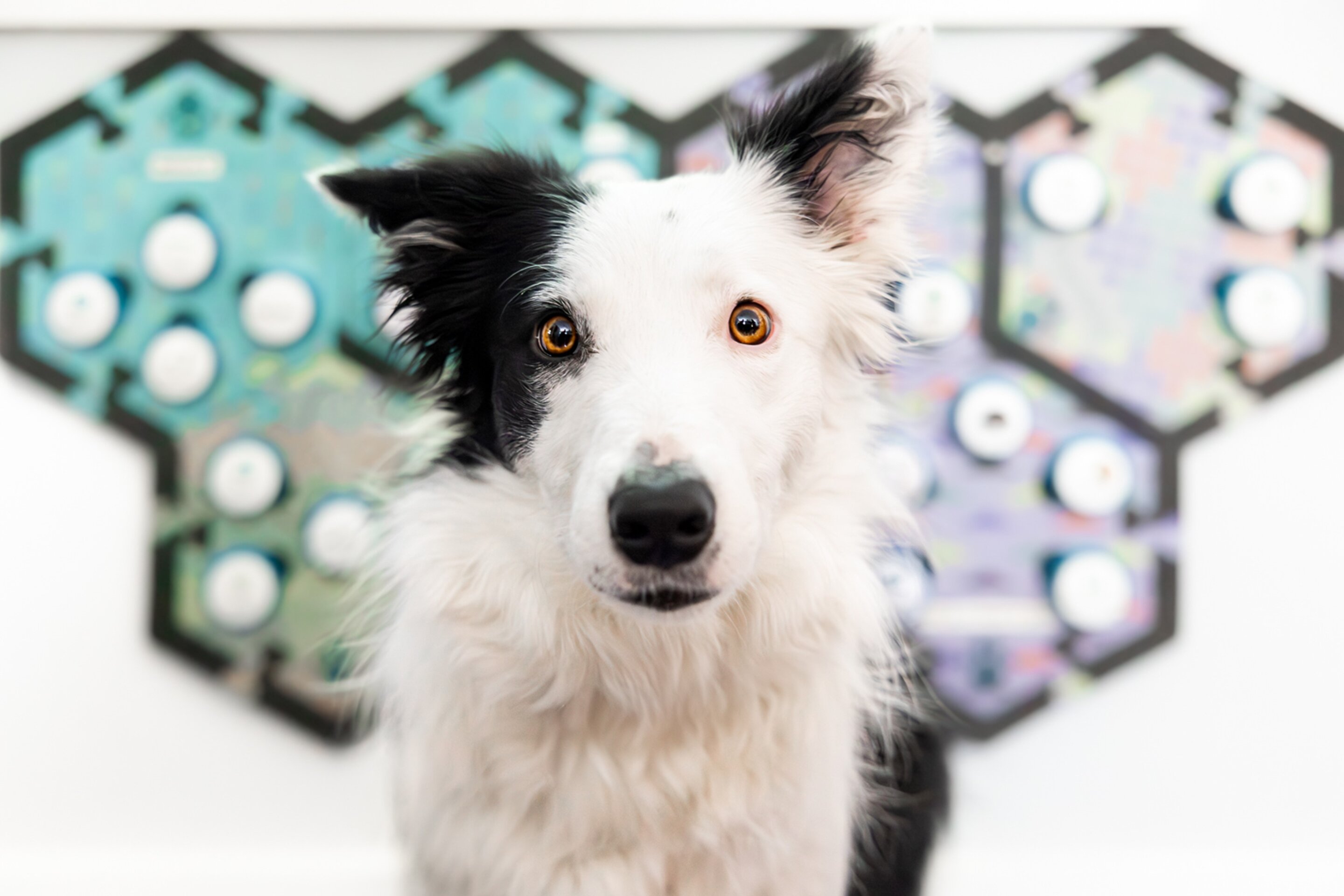 Des chiens qui comprennent et parlent avec des buzzers : mythe ou réalité ?