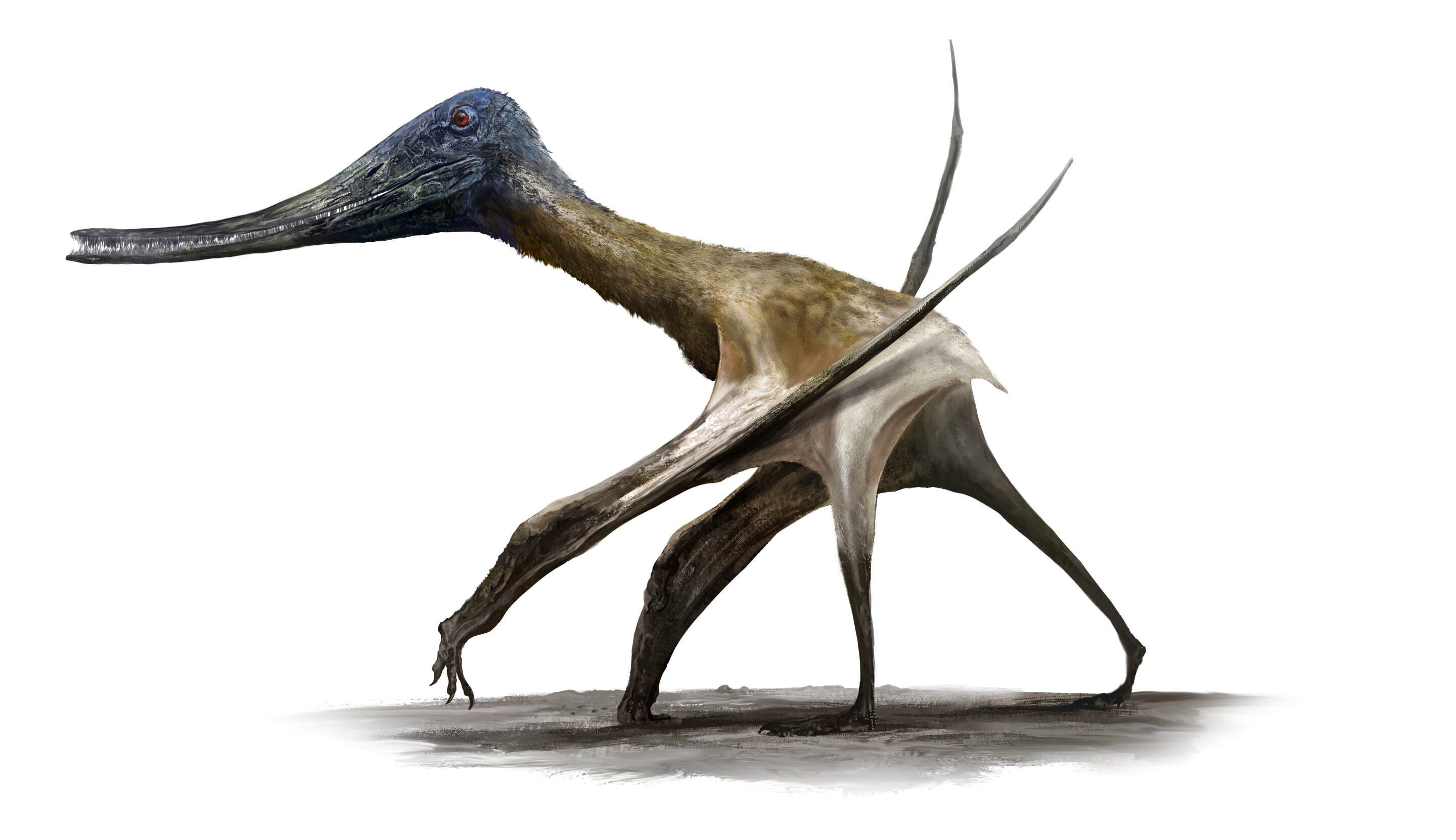 How did these flying reptiles reach a 10-meter wingspan?