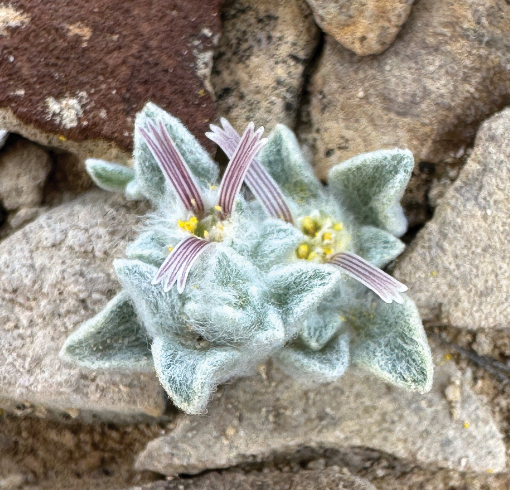 Diabo lanudo: cientistas escondem a localização desta nova espécie de planta 🌺