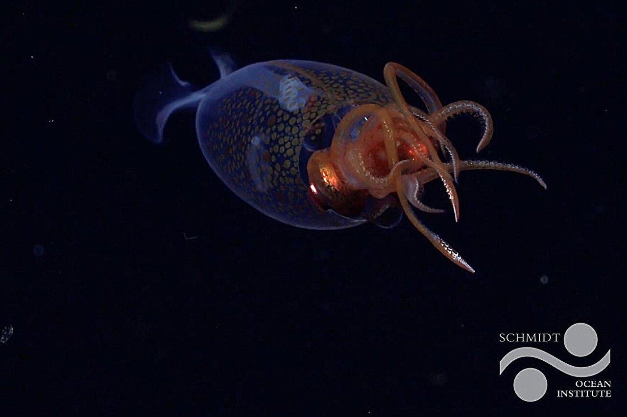 Expedition captures unprecedented footage of a colossal squid 🦑
