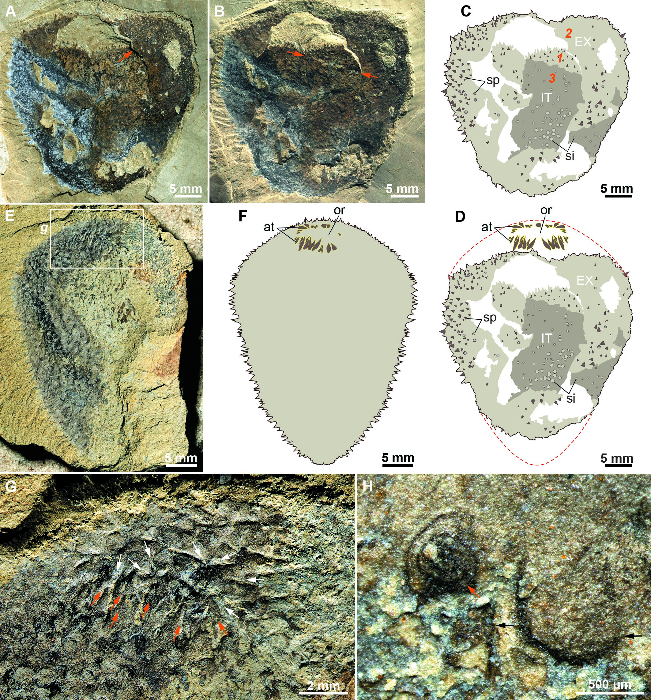 A classification error upends our understanding of early animals 🐚