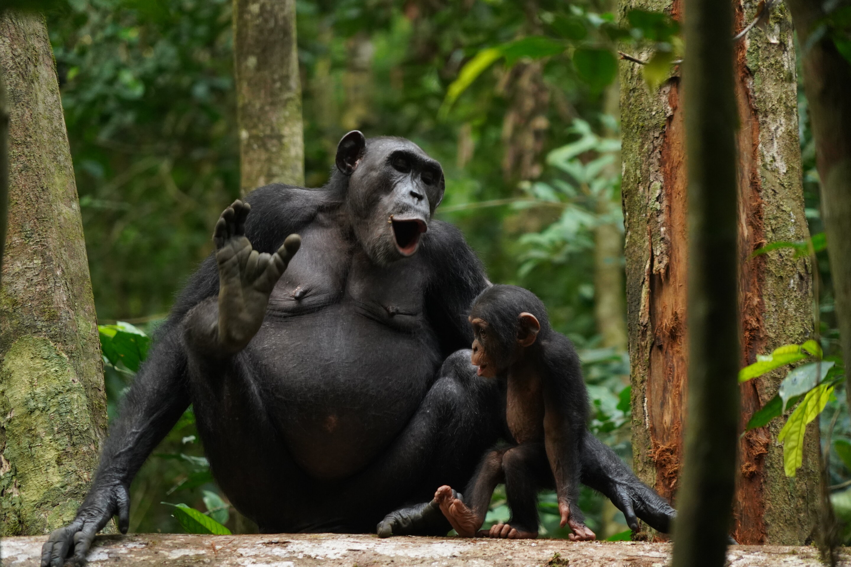 Chimpanzee vocalizations reveal a key characteristic of human language 🐵
