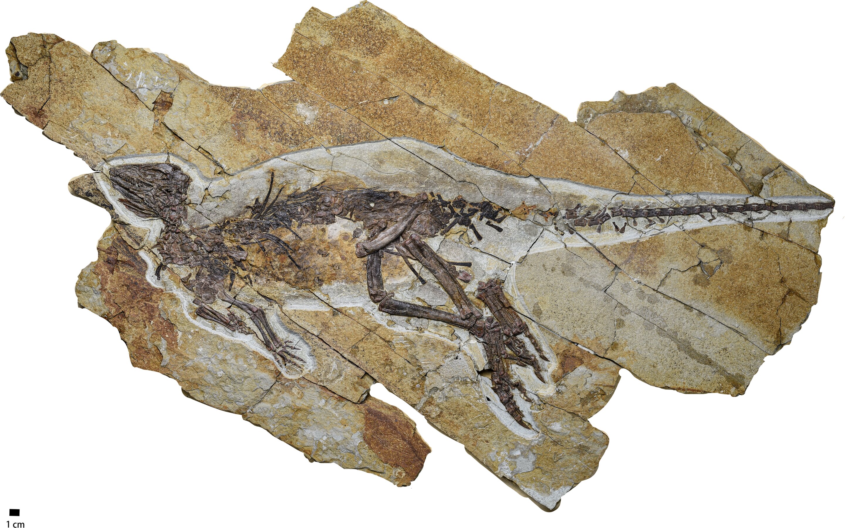 🎶 Un dinosaure qui chantait comme un oiseau découvert en Chine