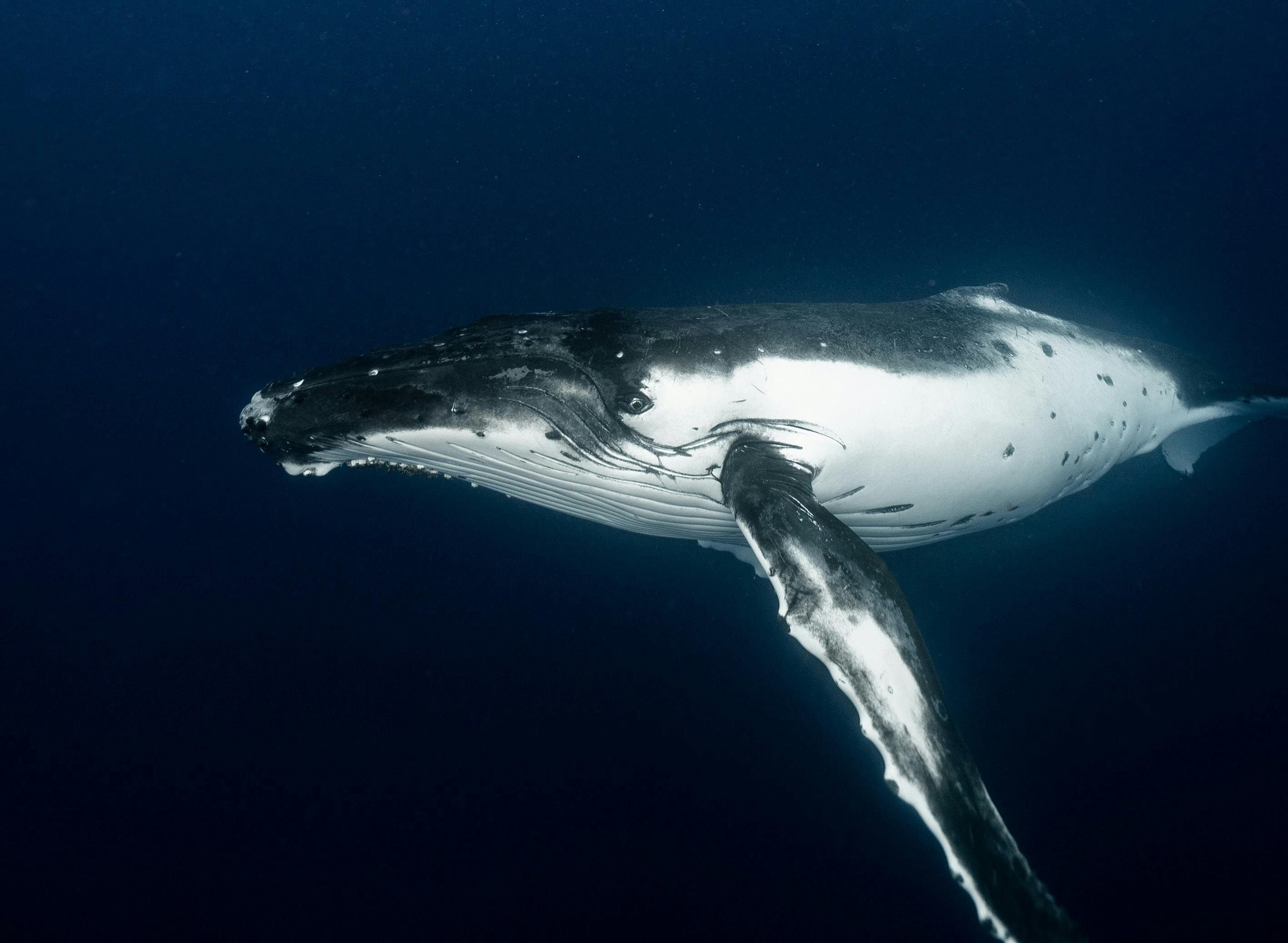 🐋 Voici comment les déjections des baleines nous permettent de respirer