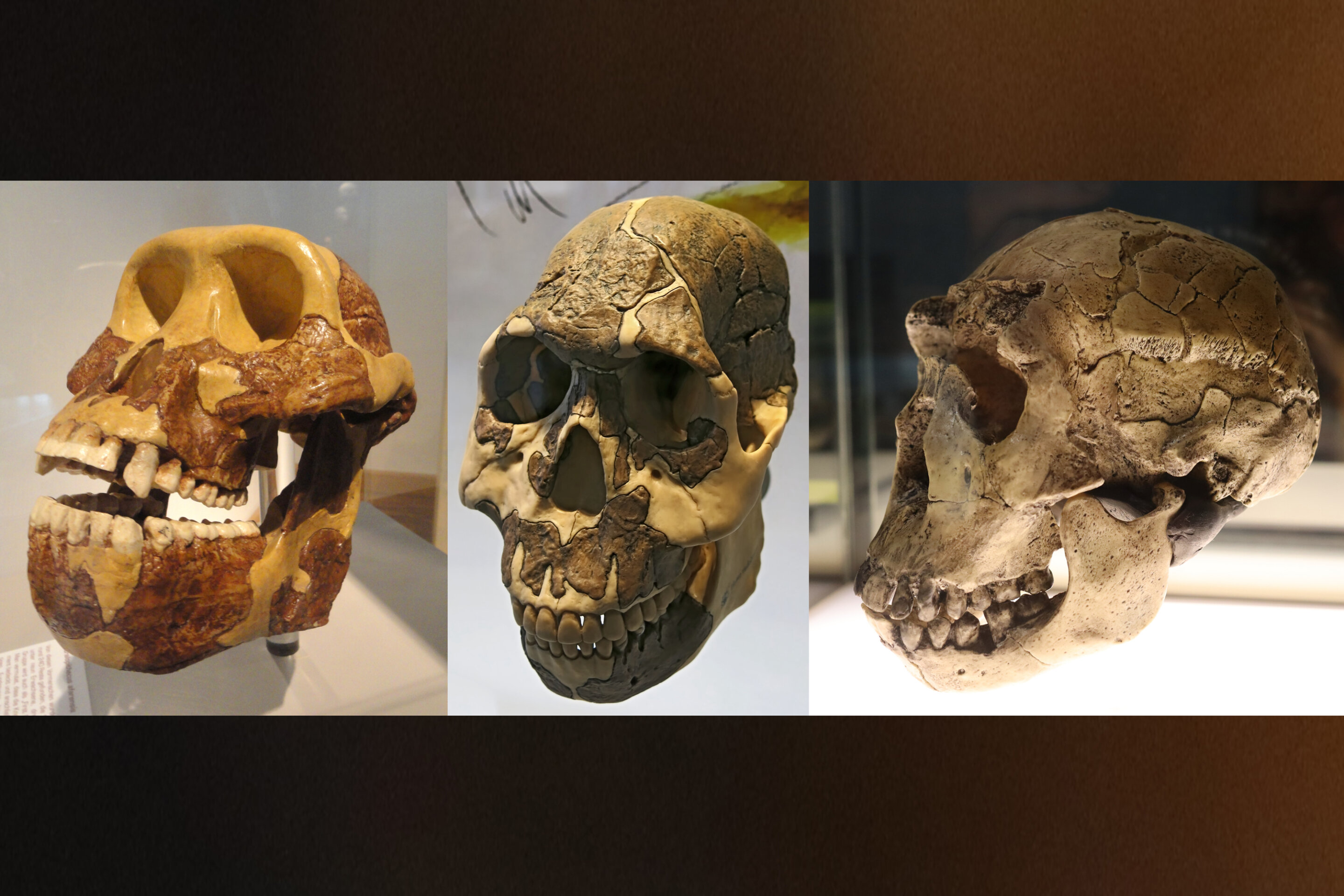 🦷 L'intrigante adaptation des dents de nos ancêtres à travers les âges