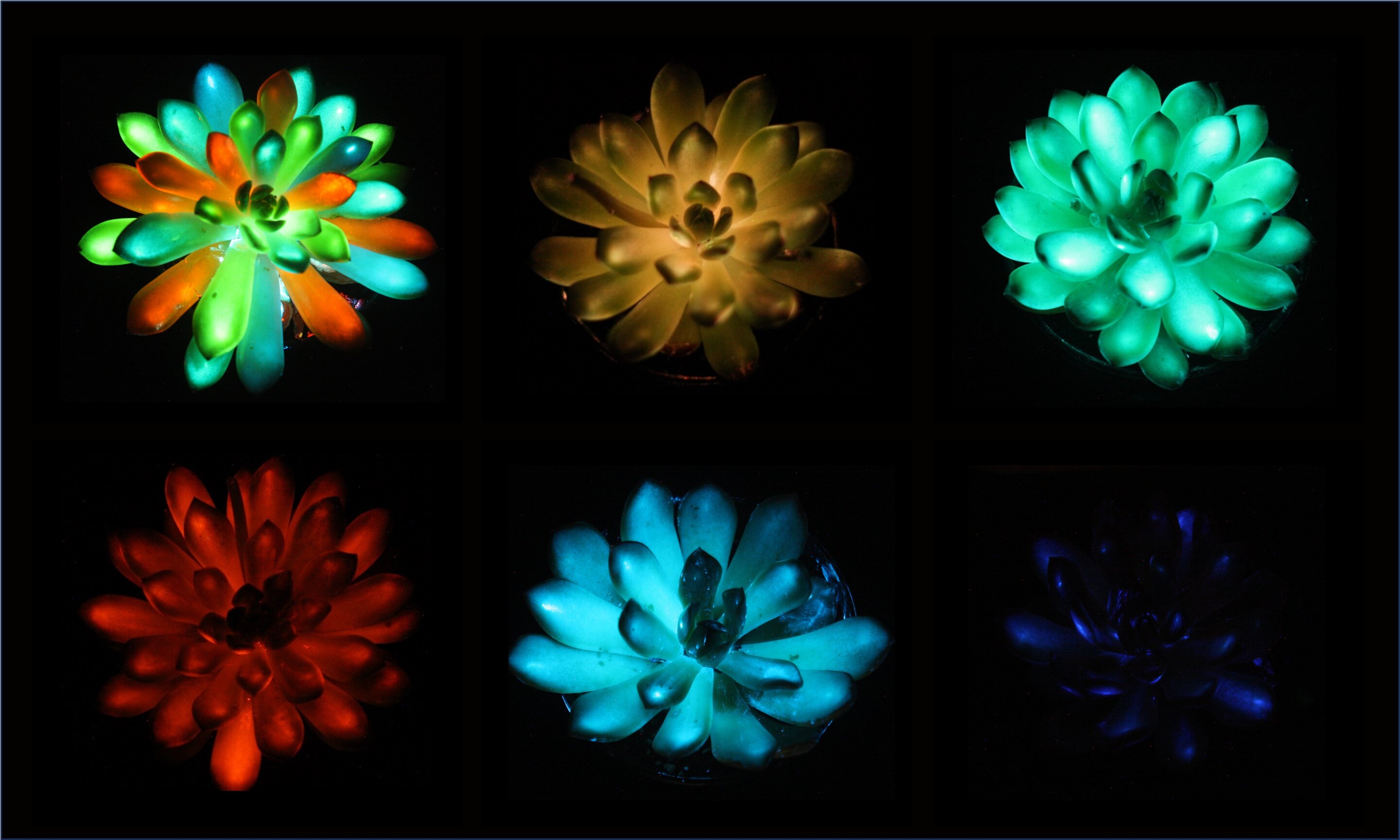 🌟 Ces plantes brillent comme dans Avatar