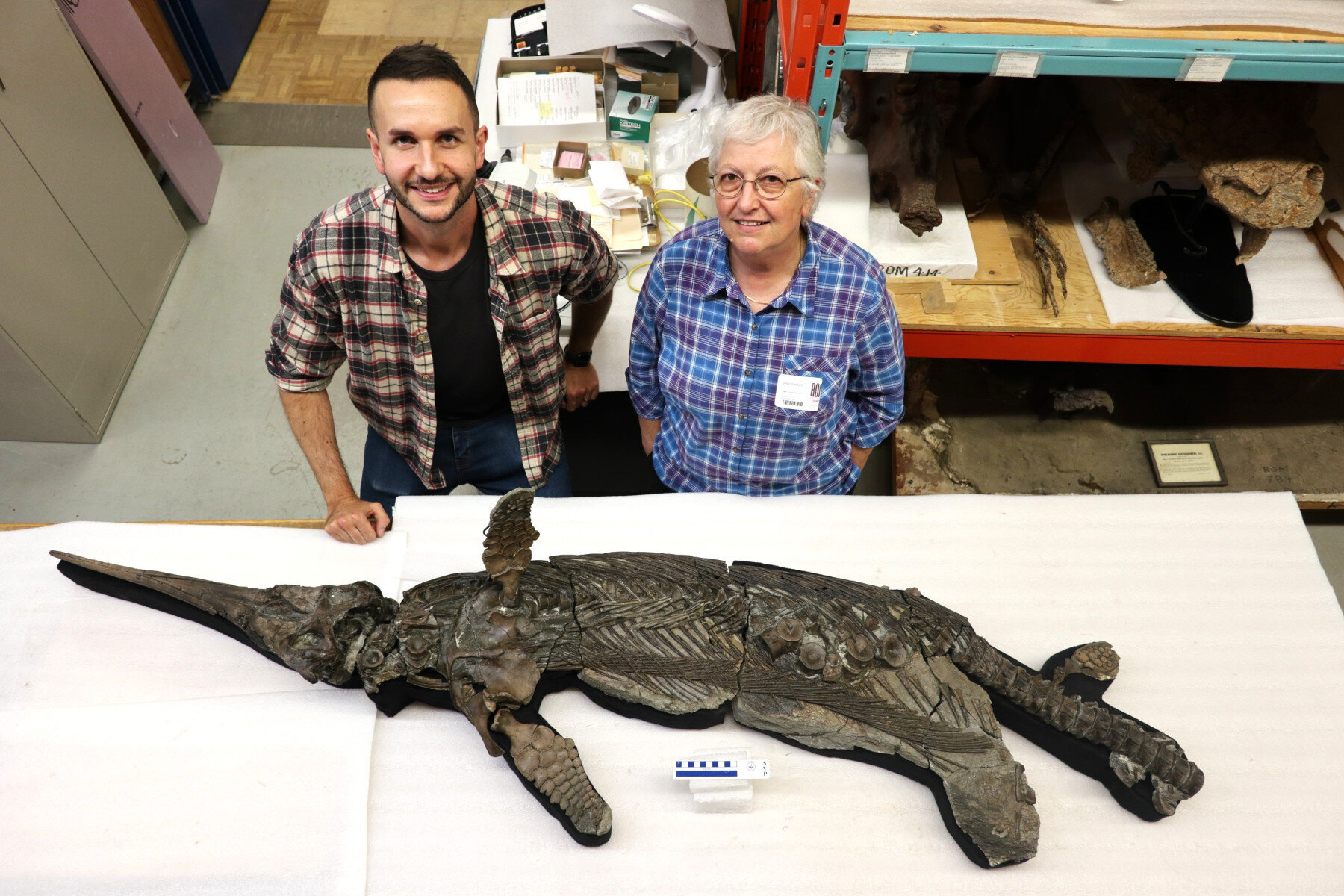 🦴 Discovery of a "Sword Dragon" from the Jurassic period