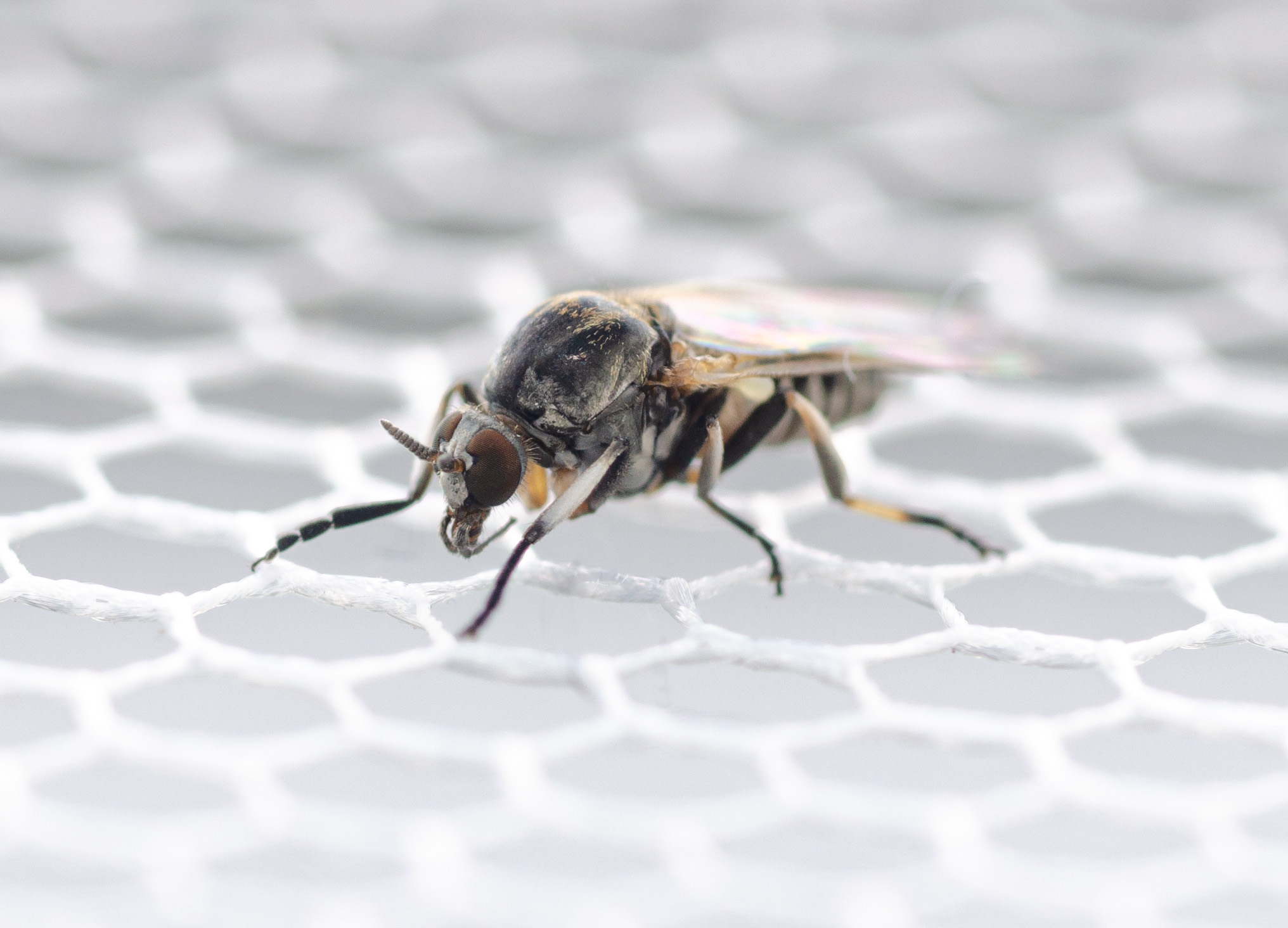 Worrying spread of the blood-sucking "black fly" in Germany