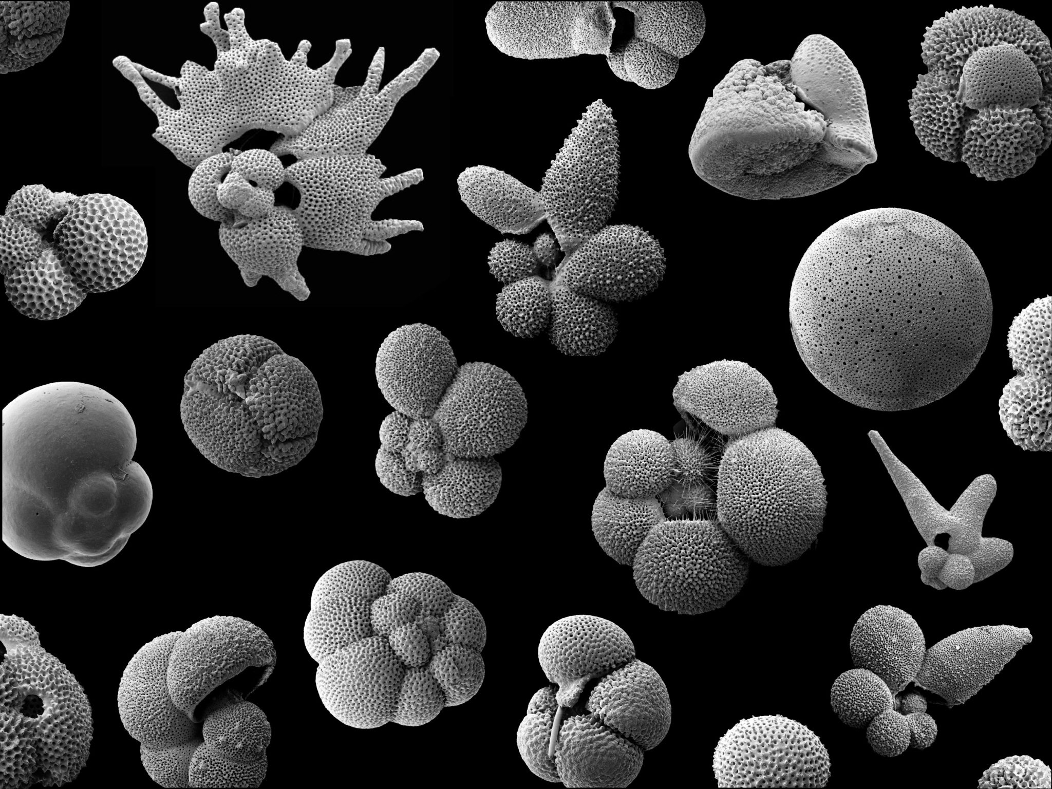 Essas pequenas criaturas podem prever futuras extinções em massa