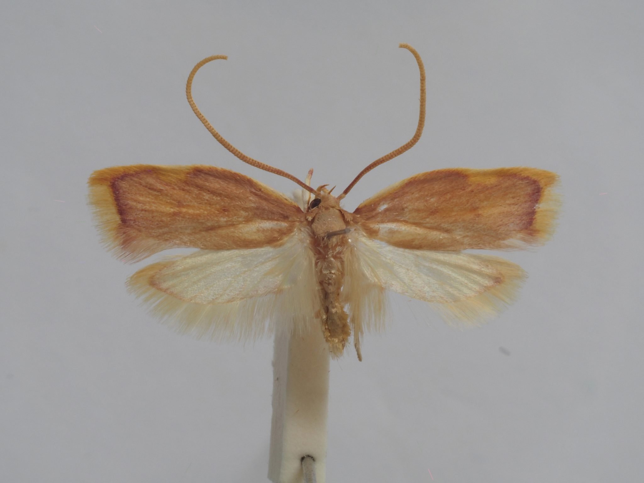 🦋 Son camouflage n'a pas tenu: une nouvelle espèce de papillon identifiée en Méditerranée