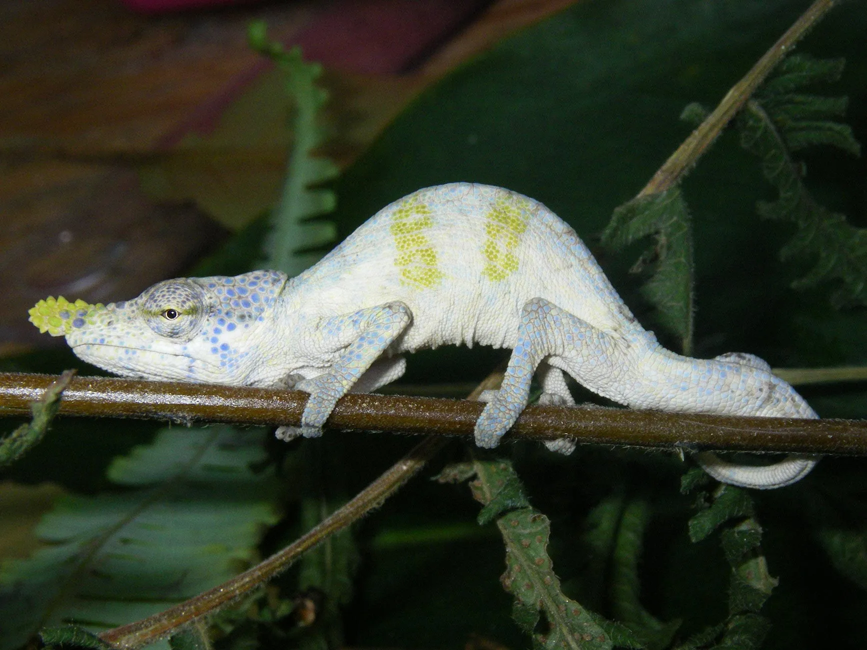 🦎 Estes camaleões enganaram os cientistas durante décadas