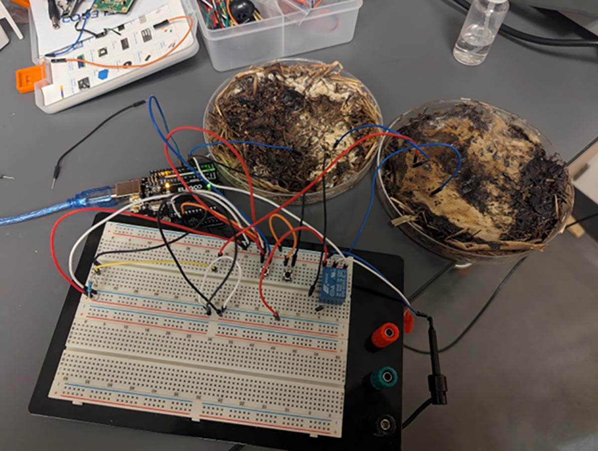 🍄 Des champignons transformés en mémoire informatique