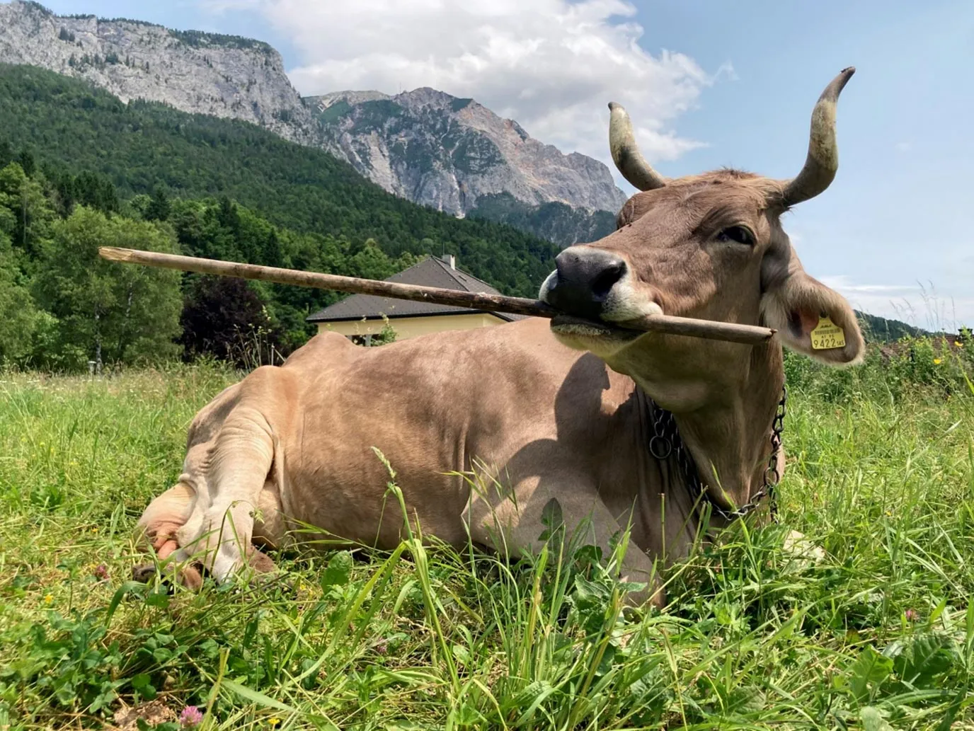 🐄 Cette vache sait utiliser des outils, une première constatée chez les bovins